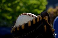 ball-glove-baseball-tree-sport-1393057.jpg