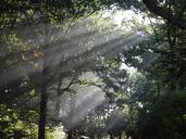 sunbeam-deciduous-forest-1420462.jpg