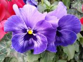 pansy-flower-purple-nature-683021.jpg