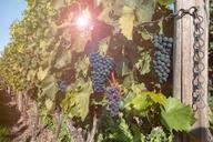 grapes-vines-vineyard-winegrowing-460518.jpg