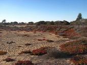 desert-sky-ice-plant-outdoors-637287.jpg