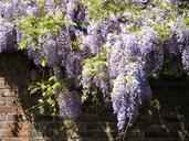 blue-rain-wisteria-flowers-purple-286115.jpg