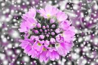 primrose-flower-blossom-bloom-570601.jpg