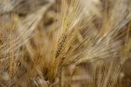 barley-feed-close-cereal-1494183.jpg