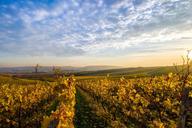 landscape-sky-vineyards-hill-sun-1025435.jpg