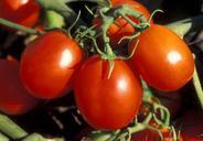 tomatoes-vegetables-red-cook-food-74208.jpg