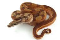 reptile-snake-hypo-boa-constrictor-242637.jpg