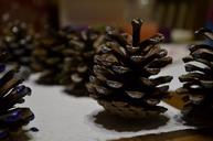 cones-nature-tree-ornament-closeup-975465.jpg