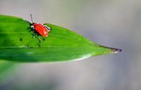 rust-red-flour-beetle-insect-50470.jpg