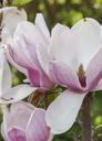 magnolia-pink-spring-blossom-339116.jpg