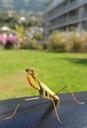 praying-mantis-insect-green-59800.jpg