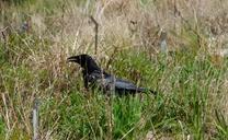 raven-in-the-grass-bird-grass-1590110.jpg