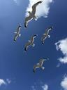 seagulls-fly-finland-birds-1272916.jpg