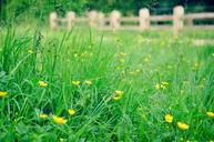 buttercup-flower-meadow-1436683.jpg