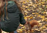 squirrel-animals-autumn-feed-528067.jpg