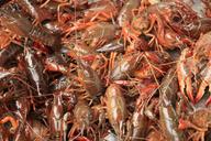 gourmet-lobster-crayfish-1245505.jpg