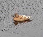 duck-plumage-bird-water-bird-627644.jpg