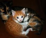 animals-cats-kittens-sweet-1150276.jpg