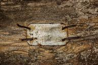 rust-old-nails-wood-texture-428557.jpg