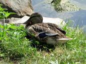 mallard-duck-females-water-bird-174699.jpg