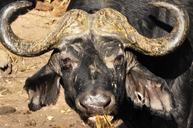 buffalo-water-buffalo-animal-73129.jpg