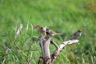 sparrow-bird-sperling-feed-animal-263564.jpg