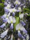 wisteria-floribunda-japanese-wisteria-846555.jpg