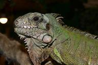 reptile-terrarium-creature-lizard-763848.jpg