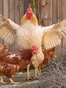 rooster-hen-leader-bird-yard-farm-515606.jpg