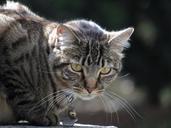 kitten-hunting-cat-waiting-934820.jpg