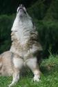 wolf-howl-wolf-howling-1514753.jpg