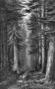 redwoods_engraving.jpg