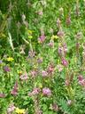 seed-sainfoin-sainfoin-blossom-167412.jpg