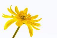 buttercup-flora-flower-isolated-759684.jpg