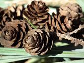 cones-brown-forest-grass-plant-261061.jpg