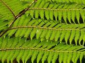 tree-fern-fern-dicksonia-antarctica-54035.jpg