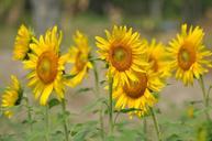 sunflowers-field-flowers-nature-166911.jpg