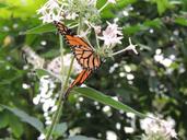 monarch-butterfly-danaus-plexippus-330692.jpg