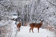 deer-snow-cold-tree-forest-645657.jpg