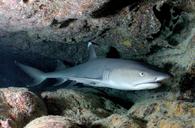 whitetip-reef-shark-shark-cave-586362.jpg