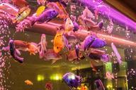 aquarium-ornamental-fish-fish-707730.jpg