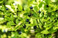 blueberry-forest-undergrowth-1525918.jpg