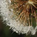 dandelion-dewy-droplets-dew-1703223.jpg