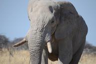 elephant-wilderness-animal-839098.jpg