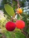 strawberry-tree-forest-fruits-960688.jpg