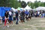 exhibition-summer-dog-sweden-677761.jpg