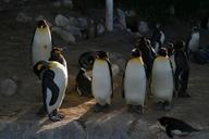 penguins-birds-peak-waterfowl-891378.jpg