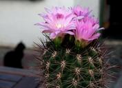 cactus-flower-plant-flowering-661032.jpg