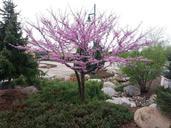 tree-flowering-spring-640064.jpg