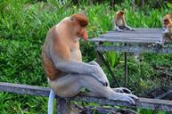 proboscis-monkey-proboscis-borneo-212825.jpg